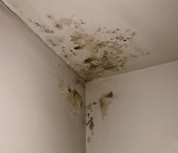 This is a picture of a mold problem in the top corner of a closet. 
